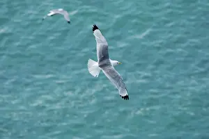 Kittiwakes: Kittiwake - adult in flight over the ocean