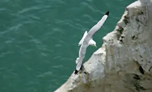 Kittiwakes: Kittiwake - adult in flight over the ocean