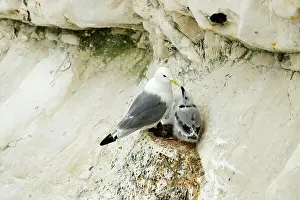 Visible: Kittiwake - adult and juvenile on the nest- the