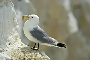 Kittiwakes: Kittiwake - adult on a ledge with nesting material