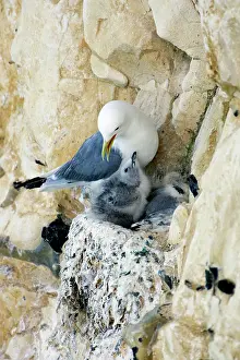 Kittiwakes: Kittiwake - adult on the nest with two chicks