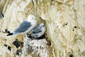 Kittiwakes: Kittiwake - adult on the nest with a single juvenile