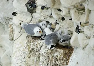 Kittiwakes: Kittiwake - adults arguing whilst their chicks