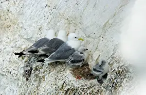 Kittiwakes: Kittiwake - three adults and two chicks perched
