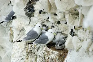 Kittiwakes: Kittiwake - adults and chicks on a rock ledge