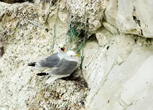 Kittiwakes: Kittiwake - two adults on the nest with fishing