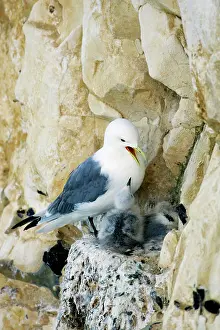 Kittiwakes: Kittiwake - chick begging for food from an adult on the nest