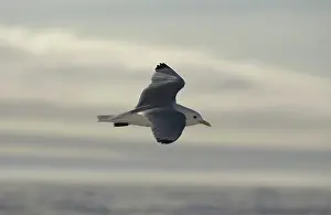 Kittiwakes: Kittiwake - In flight