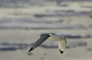 Kittiwakes: Kittiwake - In flight
