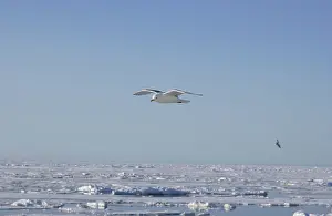 Kittiwakes: Kittiwake - In flight