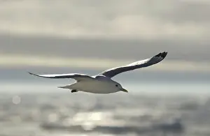 Kittiwakes: Kittiwake - In flight