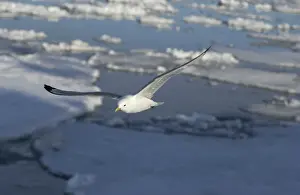 Kittiwakes: Kittiwake - In flight