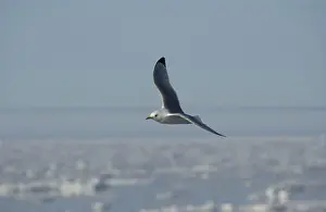Kittiwakes: Kittiwake - In flight