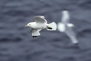 Kittiwakes: KITTIWAKE - in flight