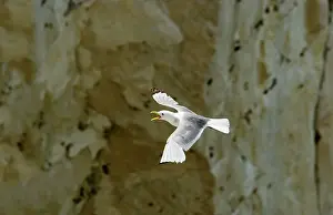 Kittiwakes: Kittiwake - in flight - calling
