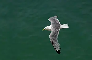 Kittiwakes: Kittiwake - in flight over the sea