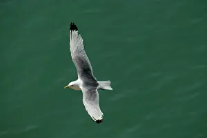 Kittiwakes: Kittiwake - in flight over the sea