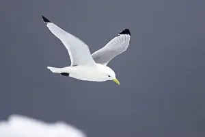 Kittiwake - In flight over sea ice