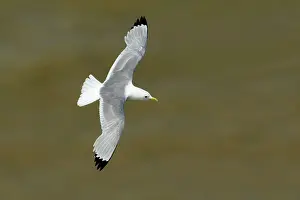 Kittiwakes: Kittiwake - in flight seen from above flying over
