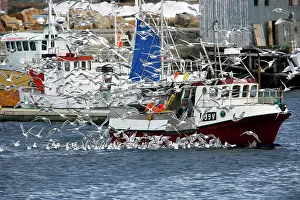 Tridactylus: Kittiwake - Following Fishing Boat