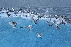 Brevirostris: Gulls