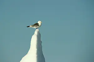 Stefan Meyers: Kittiwake - on iceberg