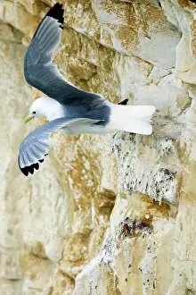 Kittiwakes: Kittiwake - launching itself into flight from a rock ledge