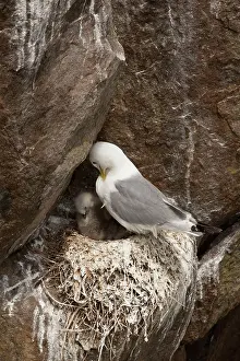 Kittiwakes: Kittiwake at nest with chick preening plumage June
