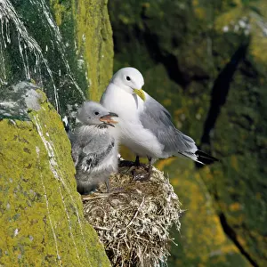 R T Smith: KITTIWAKE - in nest with young