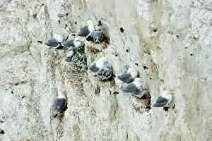 Kittiwakes: Kittiwake - nesting on the chalk cliffs