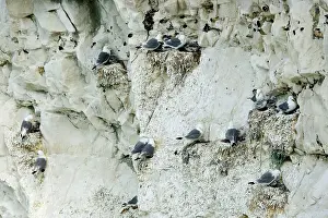 Kittiwakes: Kittiwake - nesting on the chalk cliffs