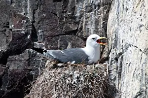Rissa: Kittiwake - Nesting on cliff
