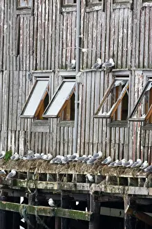 Kittiwakes: Kittiwake - Nesting on edge of old fishing huts