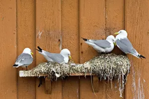 Kittiwakes: Kittiwake - Nesting on edge of old fishing huts