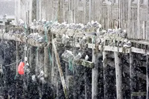 Kittiwakes: Kittiwake - Nesting on edge of old fishing huts