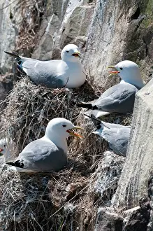 Rissa: Kittiwake - Nesting group on cliff