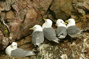 Kittiwakes: Kittiwake - Nesting on sea cliffs
