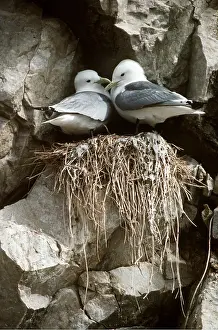 Kittiwakes: KITTIWAKE - pair on cliff nest