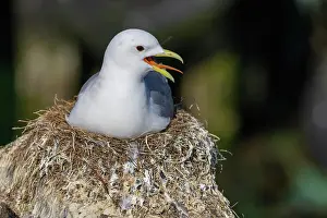 Estuary: Kittiwake (Rissa tridactyla), breeding in Vardn