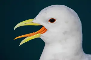 Estuary: Kittiwake (Rissa tridactyla), calling with visible
