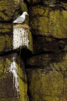 Tridactyla: kittiwake (Rissa tridactyla) on nest. Scotland