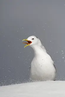 Tridactyla: Kittiwake (Rissa tridactyla) in the port of Battsfjord