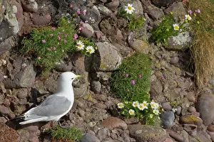 Tridactyla: kittiwake (Rissa tridactyla). Scotland