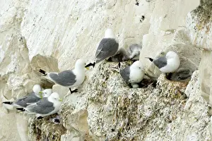 Kittiwakes: Kittiwake - various birds on their nests with chicks