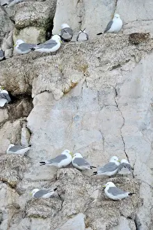 Gulls: Kittiwakes on a cliff at a colony