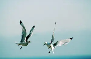 Kittiwakes: KITTIWAKES - IN FLIGHT