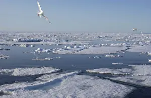 Kittiwakes: Kittiwakes - In flight