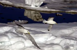 Kittiwakes: Kittiwakes - In flight over Ice