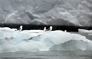Kittiwakes: Kittiwakes - On iceberg