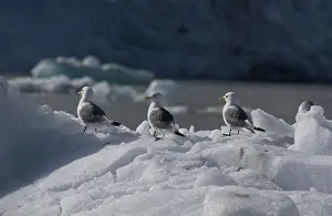 Kittiwakes: Kittiwakes - On iceberg